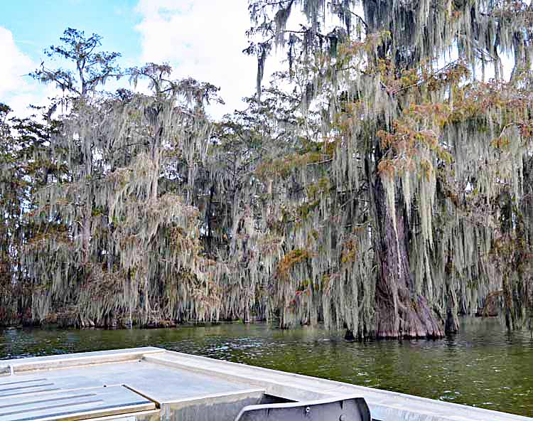 swamp scenic